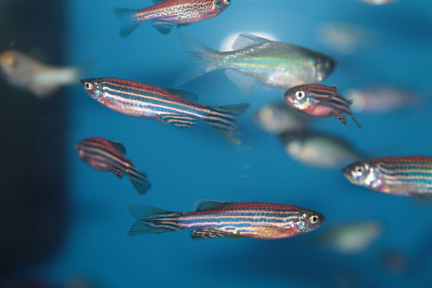<strong><a href="https://news.utdallas.edu/campus-community/zebrafish-institute-2021/">Inspiring teachers to conduct zebrafish experiments</a></strong>